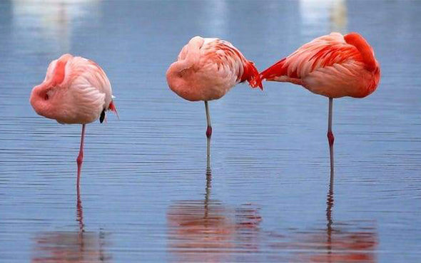 Pourquoi les flamants roses se tiennent sur une patte?