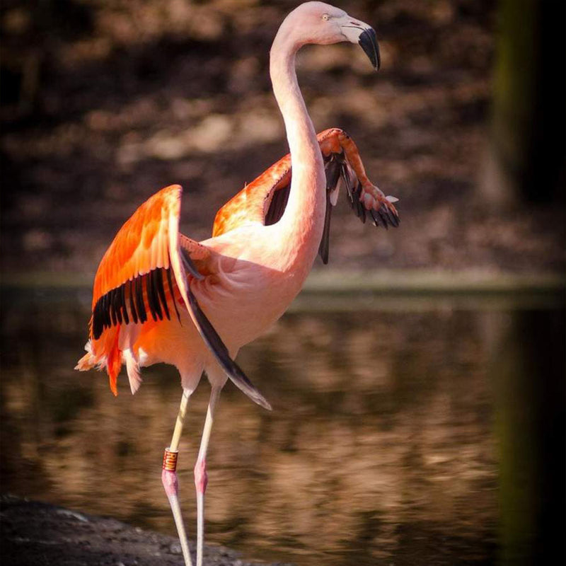 flamant rose danse