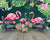 Papier Peint Flamant Rose <br> Forest